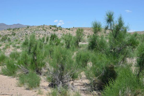 Алтын-Эмель: растения