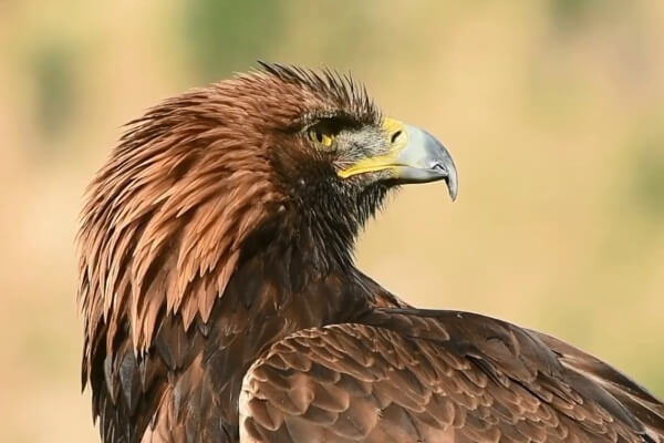 Алтын-Эмель: беркут