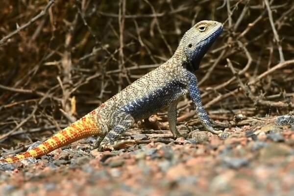 Алтын-Эмель: ящерицы