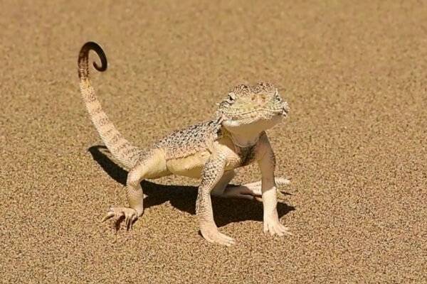 Алтын-Эмель: ящерицы