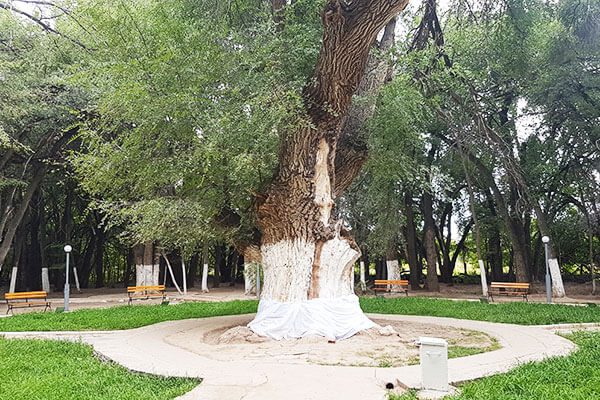 Auliye Agash, Sacred Tree