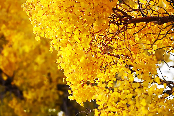 Алтын-Эмель: погода