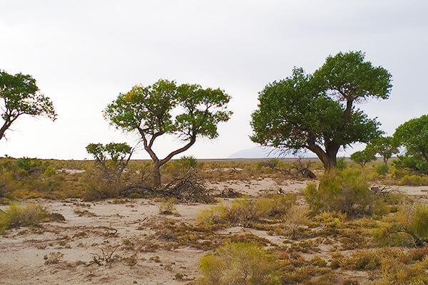 Алтын-Эмель: растения