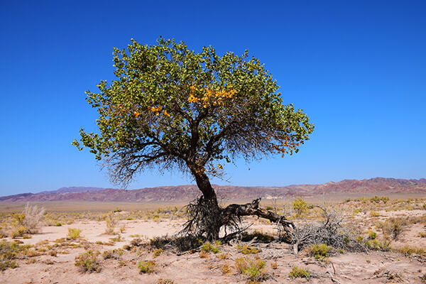 Алтын-Эмель: растения